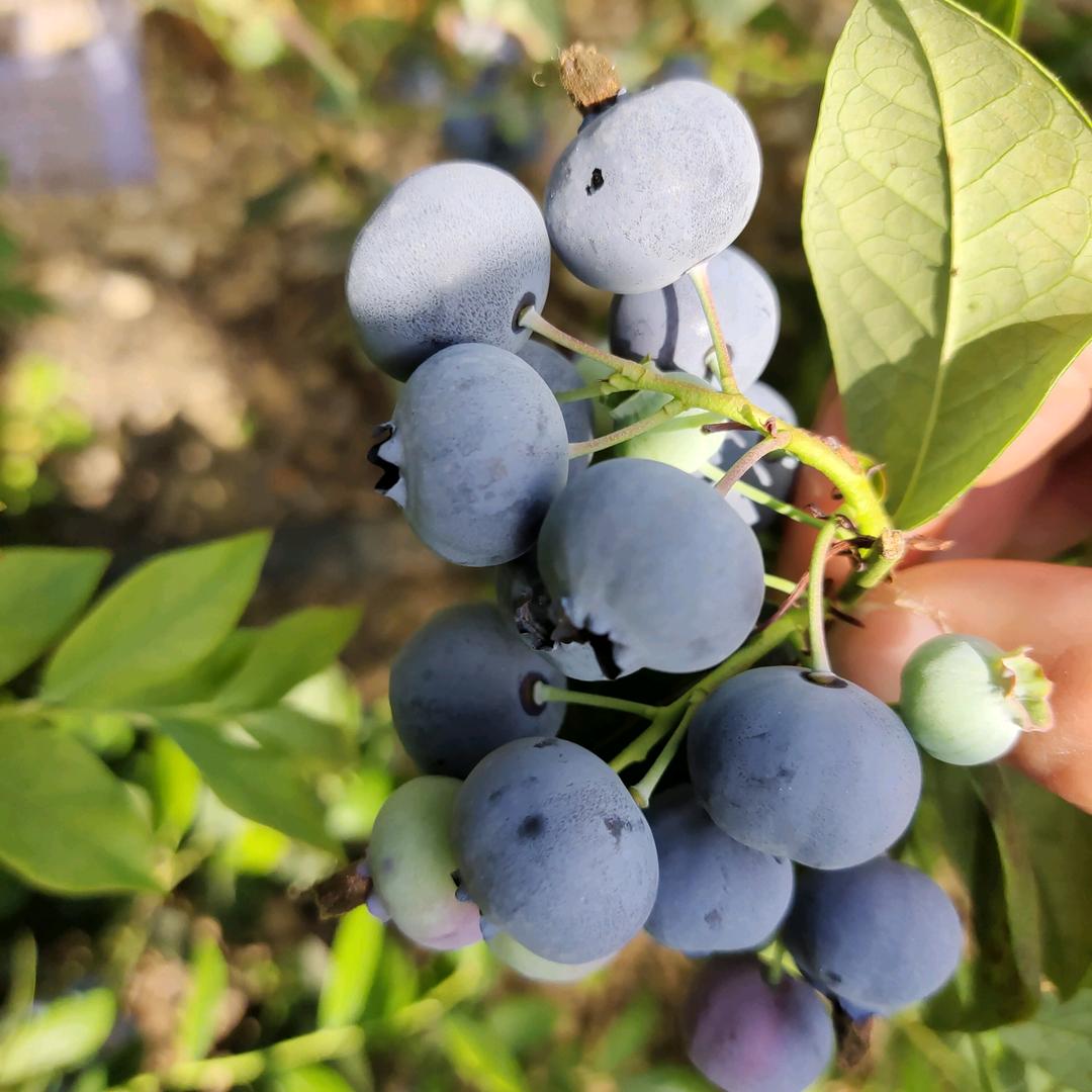 小孔鲜果优品