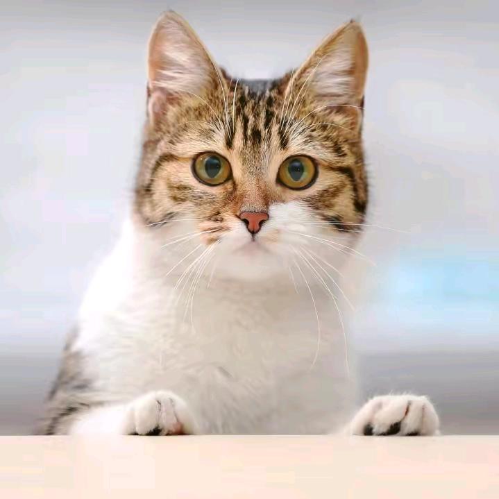 🍀