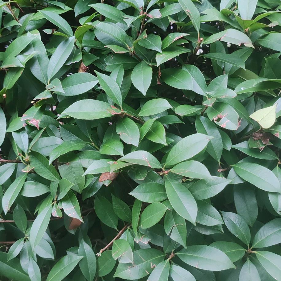 《好想让你抱抱我》