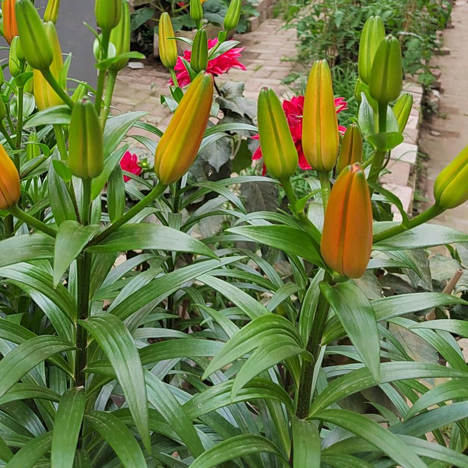 曾经的格格现在的嬷嬷