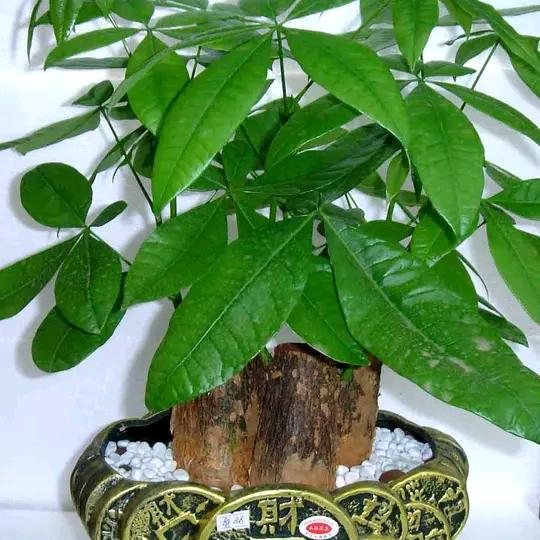 大碗茶