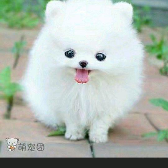 情有独钟