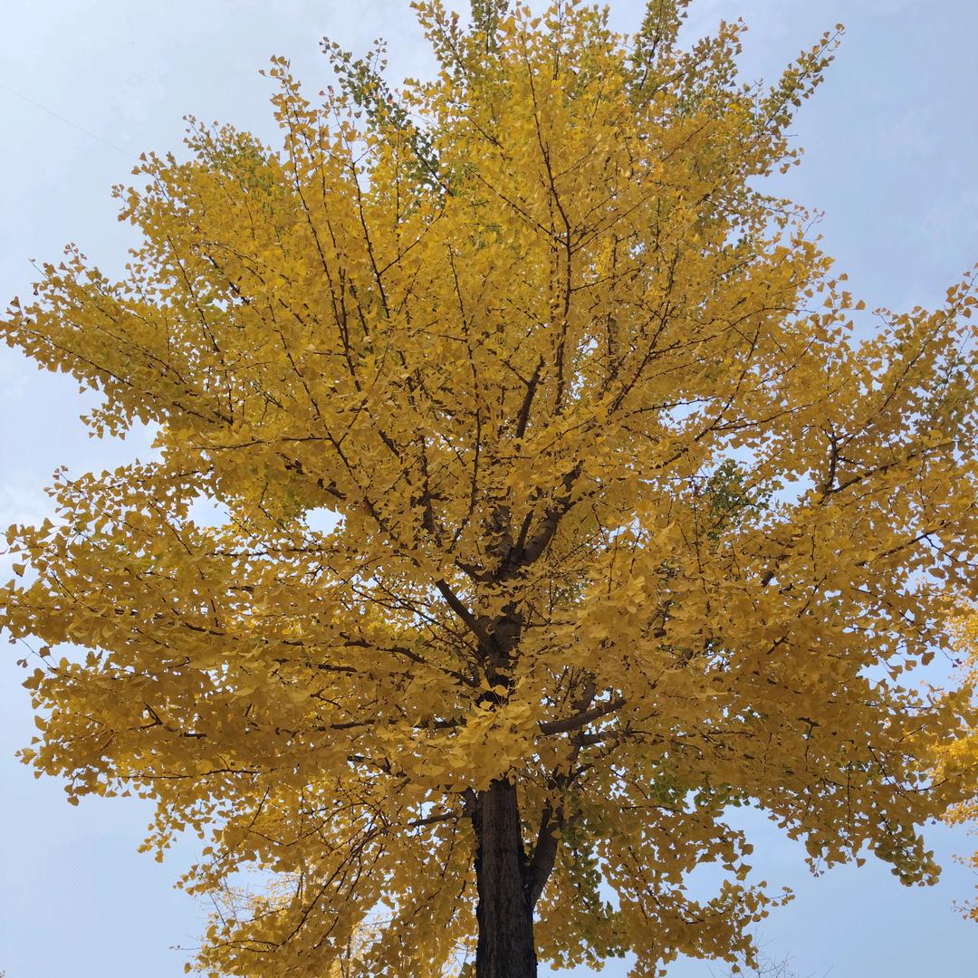 💞光芒꧔ꦿ万᭄张࿐