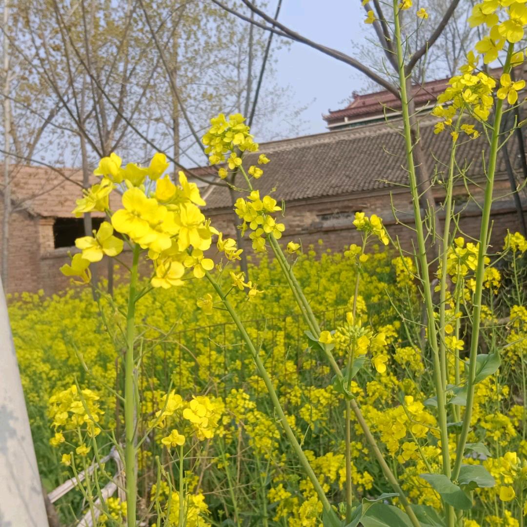 超越梦想