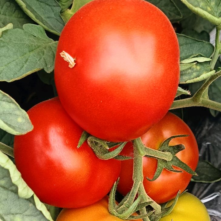 🍅🍅浩哥🍅🍅