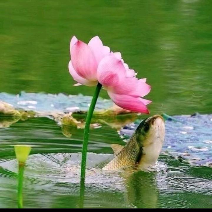 平江小胖🔥退抖中，，