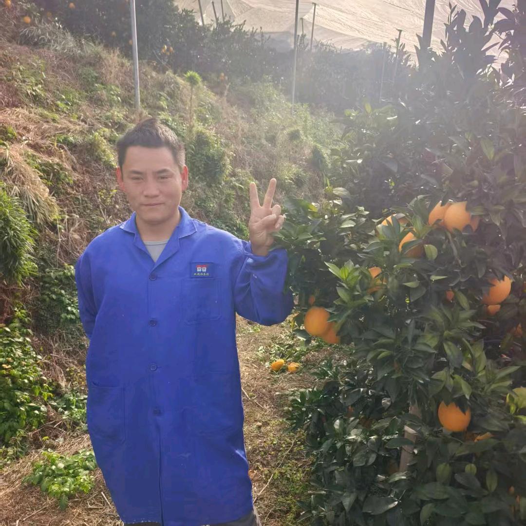 正宗赣南脐橙（绿色，天然，无防腐剂）