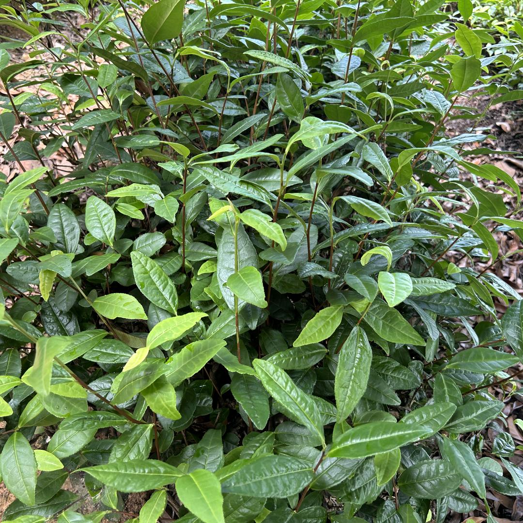 蓝竹茶业