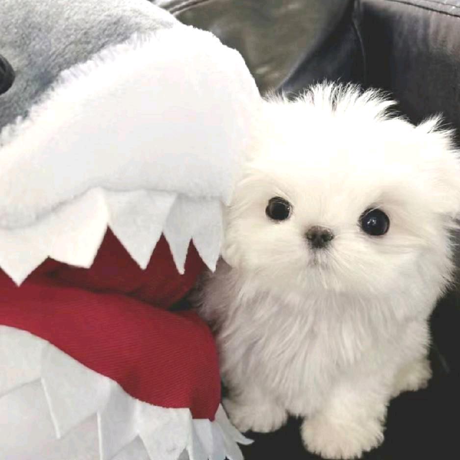 悸澈^