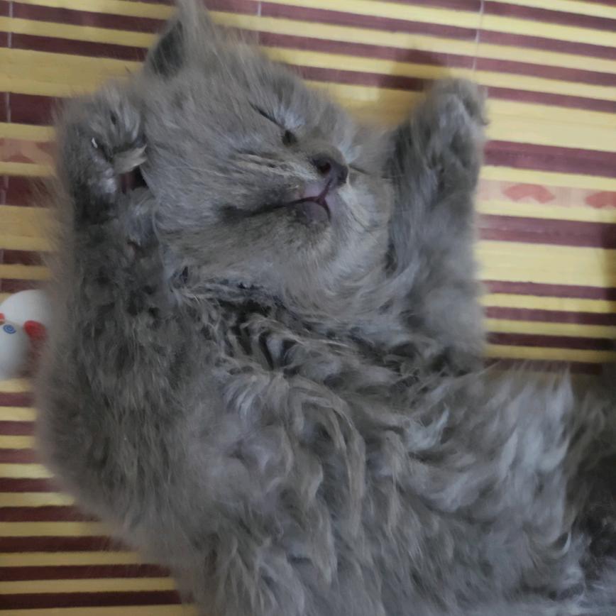 我和我的猫