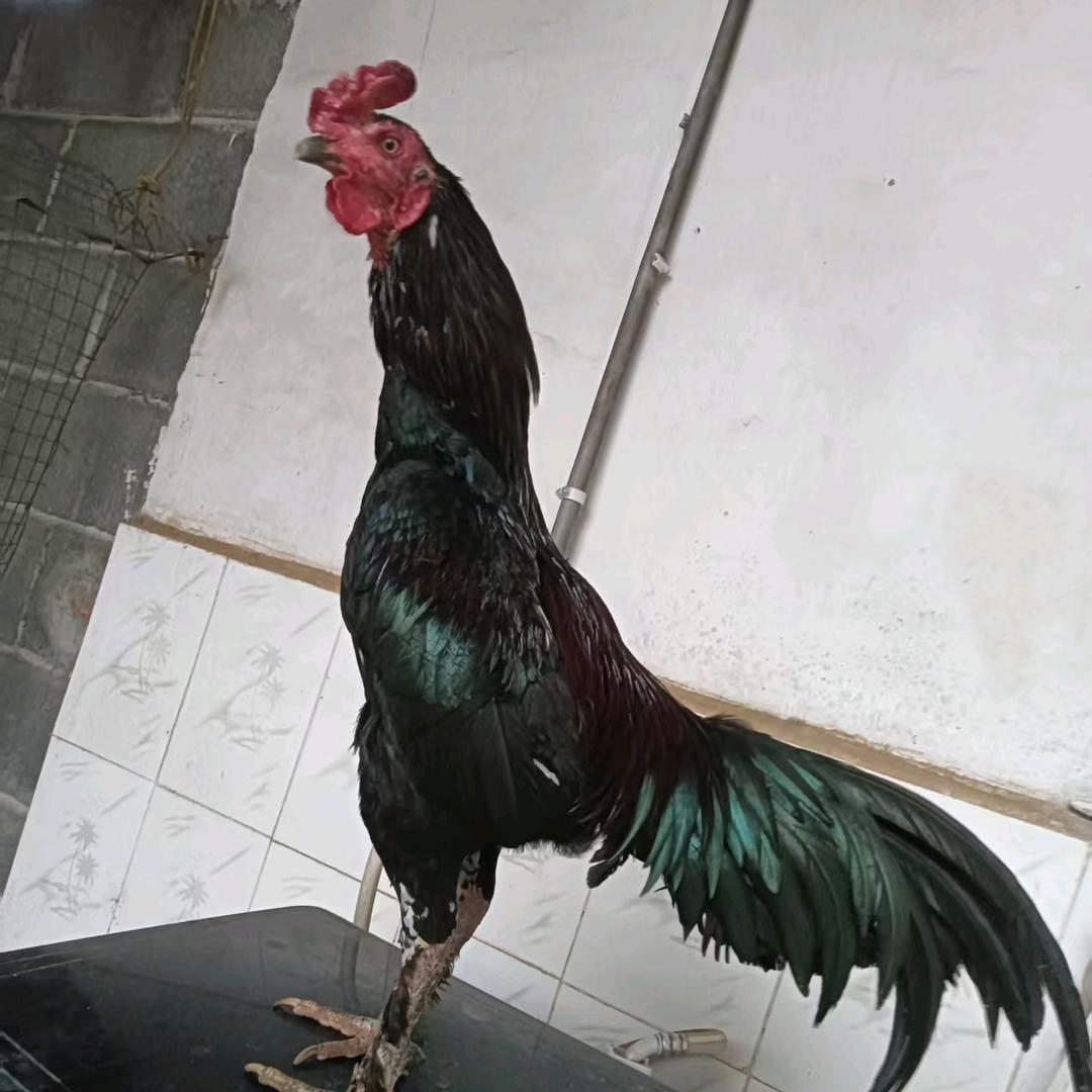 仔散  越泰鸡