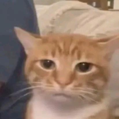 忧郁小🐱