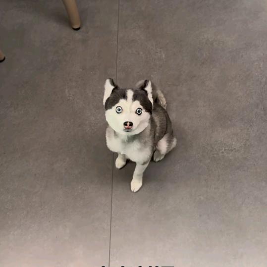 (⑅˃◡˂⑅)