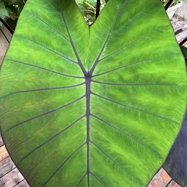 花园时间