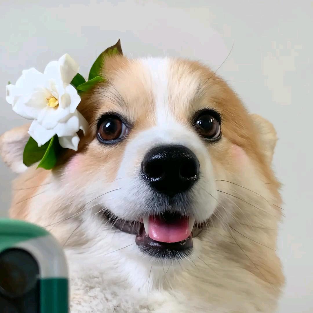 ઇଓ 前程似锦