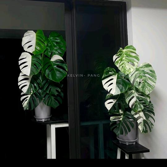 清茶