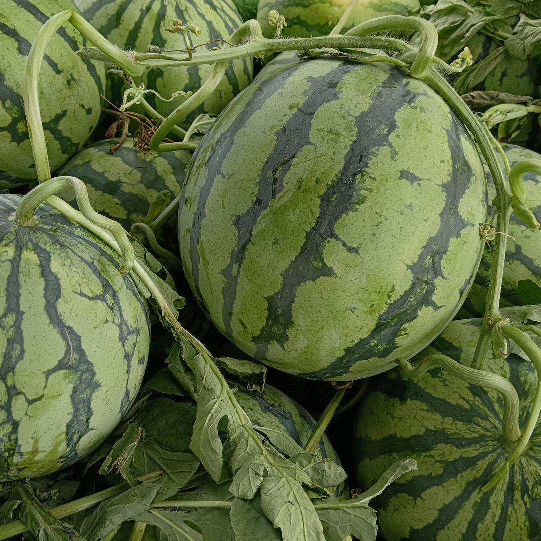 老毛西瓜自产自销