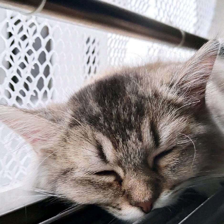 二旬老太蹦洋迪