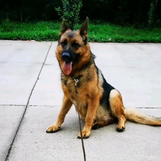 旺鑫猛犬縏殖基地