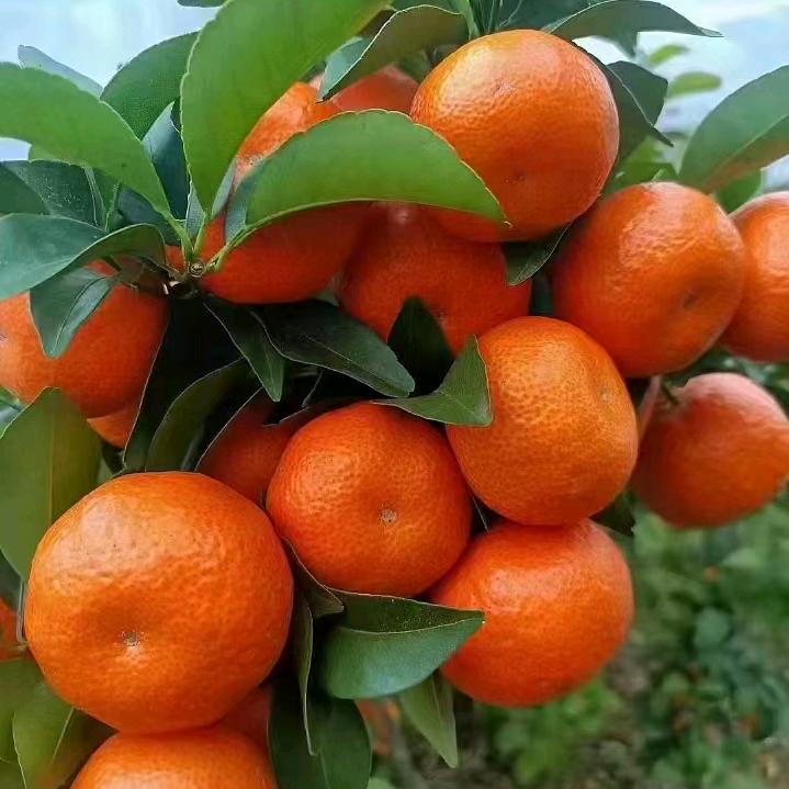 繁花小园丁
