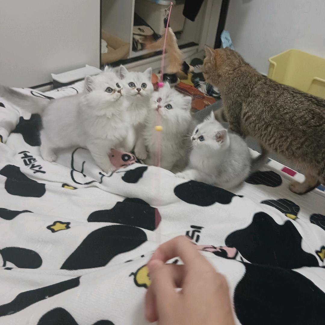 菱风（三角洲行动）