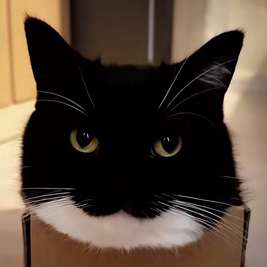 耄