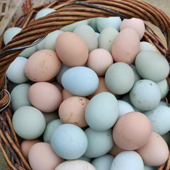 蓟县扬扬散养柴鸡蛋