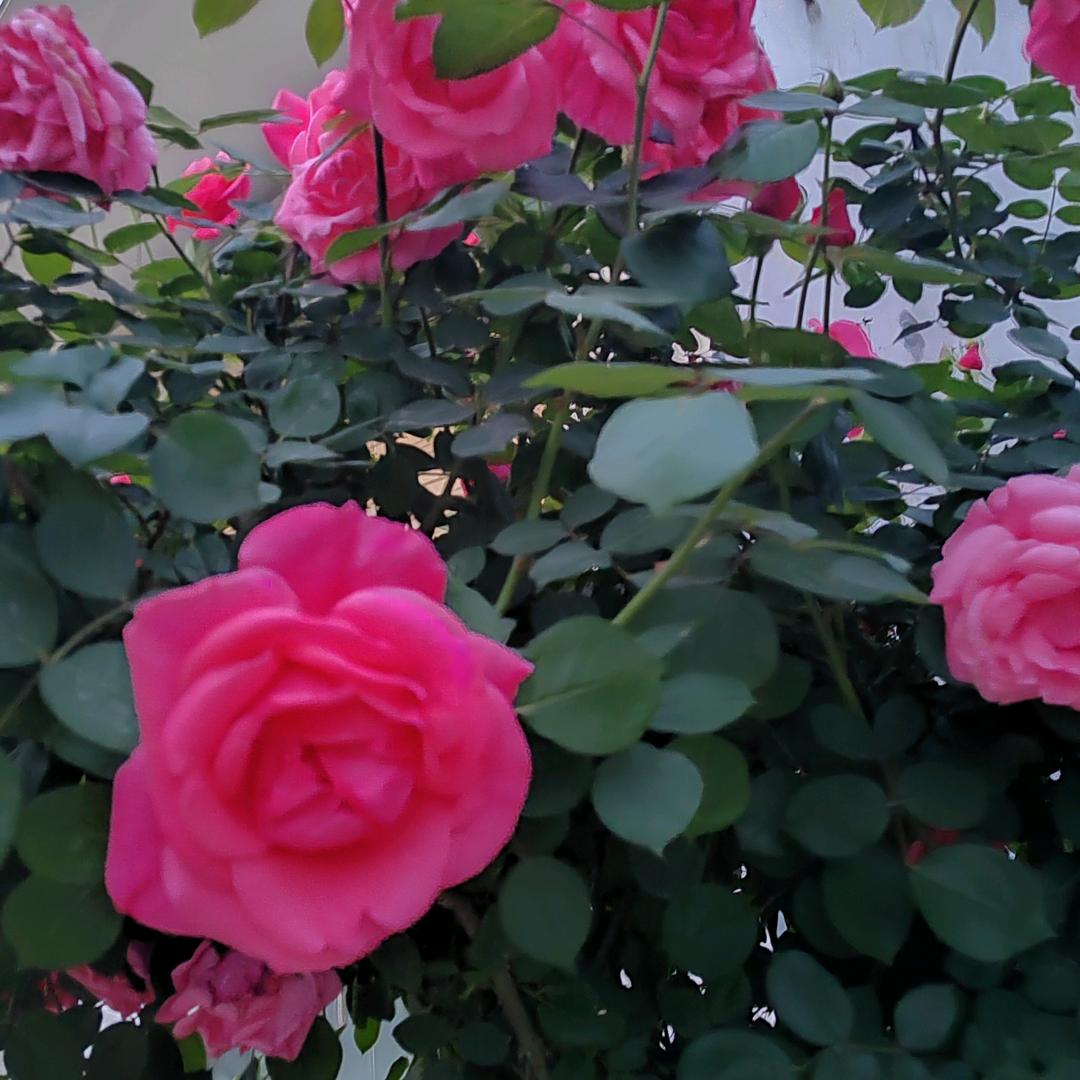 🌹🌹孤方自赏🌹🌹🌺🌺🌷🌷