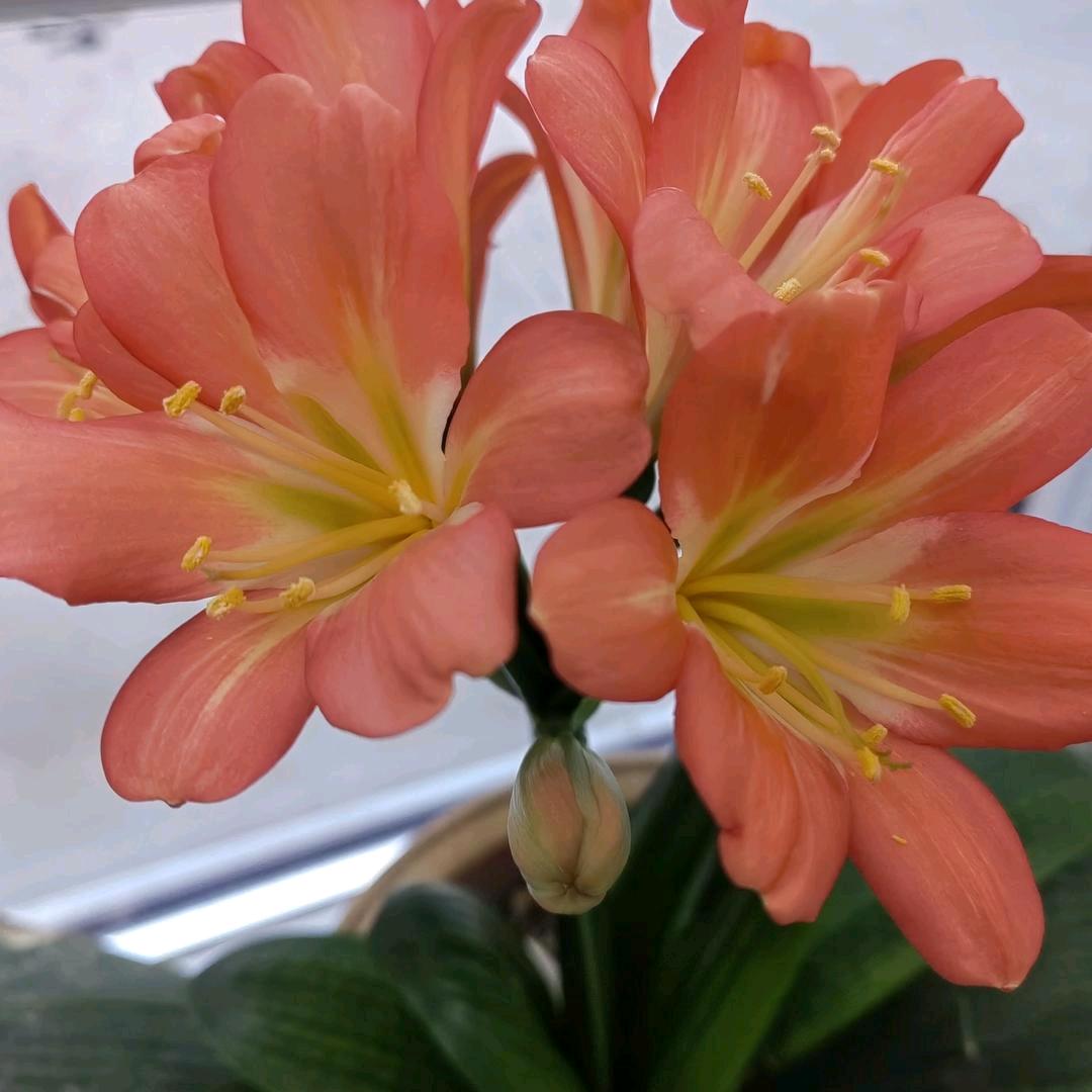 春意盎然