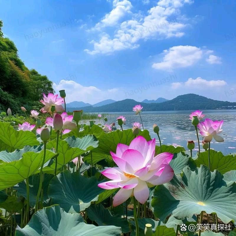 和平短剧