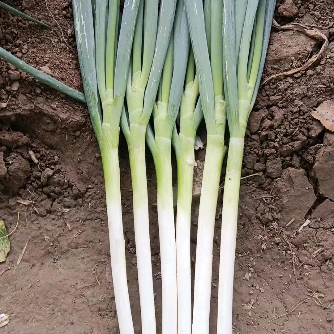 淮阳大葱哥发货全国各地