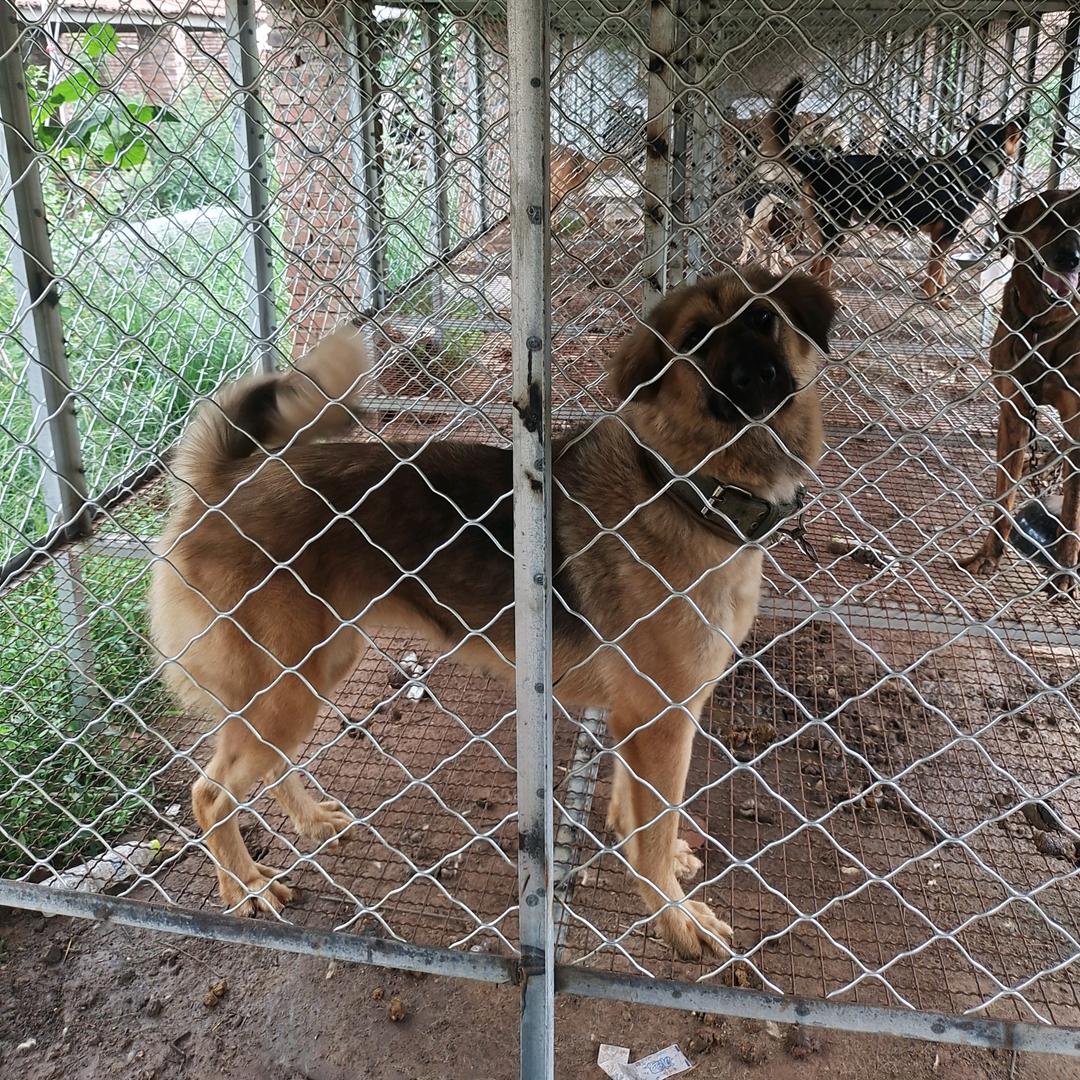 鲁V笨狗繁殖