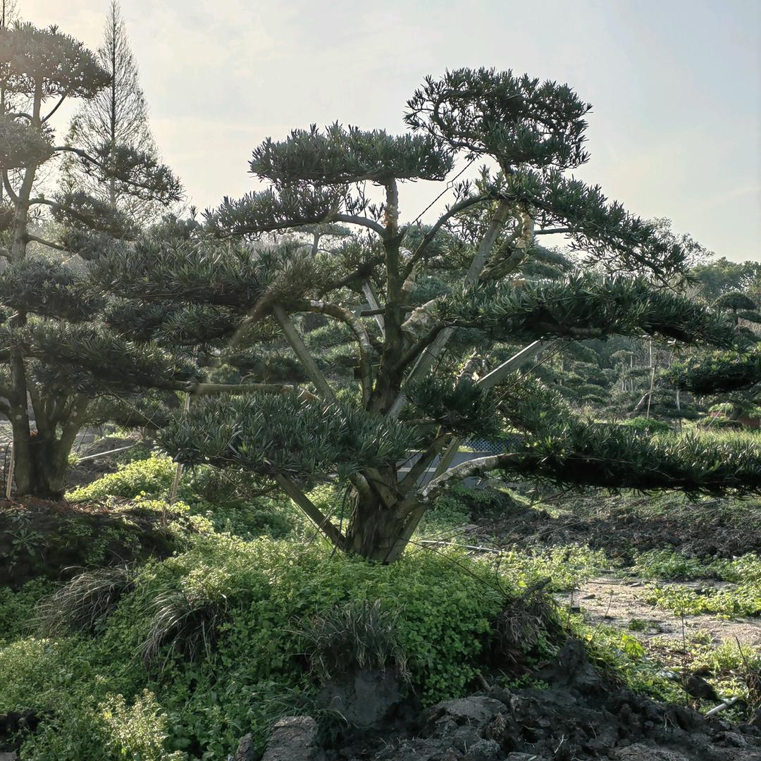 感恩有你(馨兰园艺)