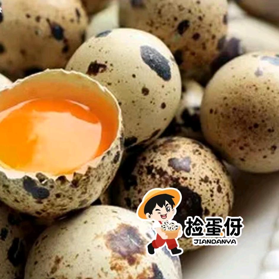 捡蛋伢-鹌鹑蛋