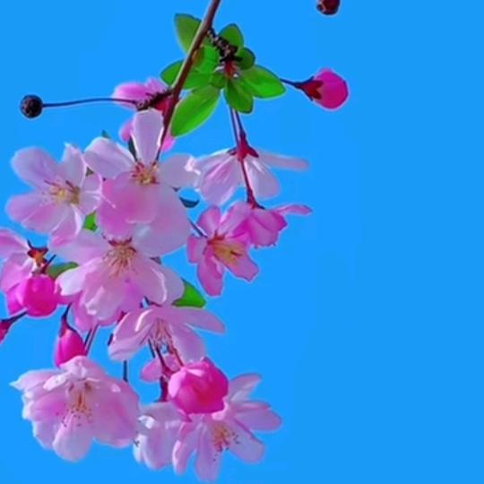 🍎歲鈅靜恏🍎