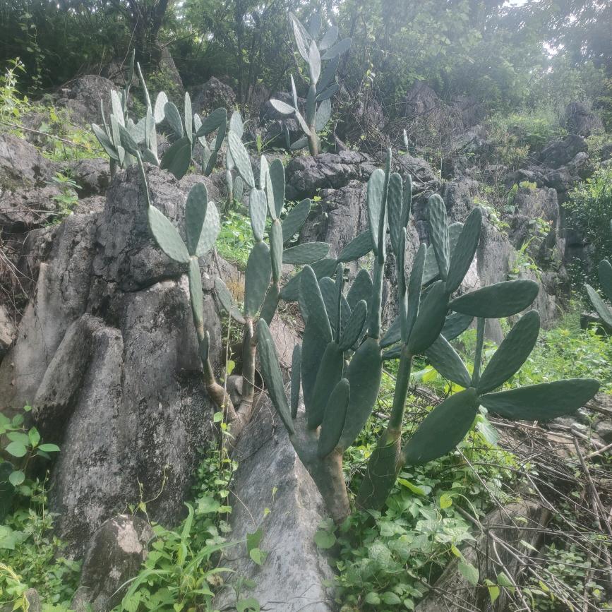 农产品仙人掌植物园