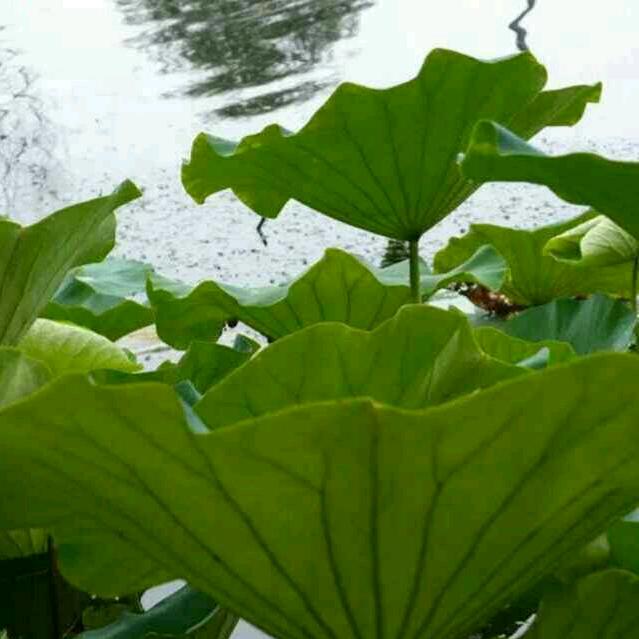 清清荷