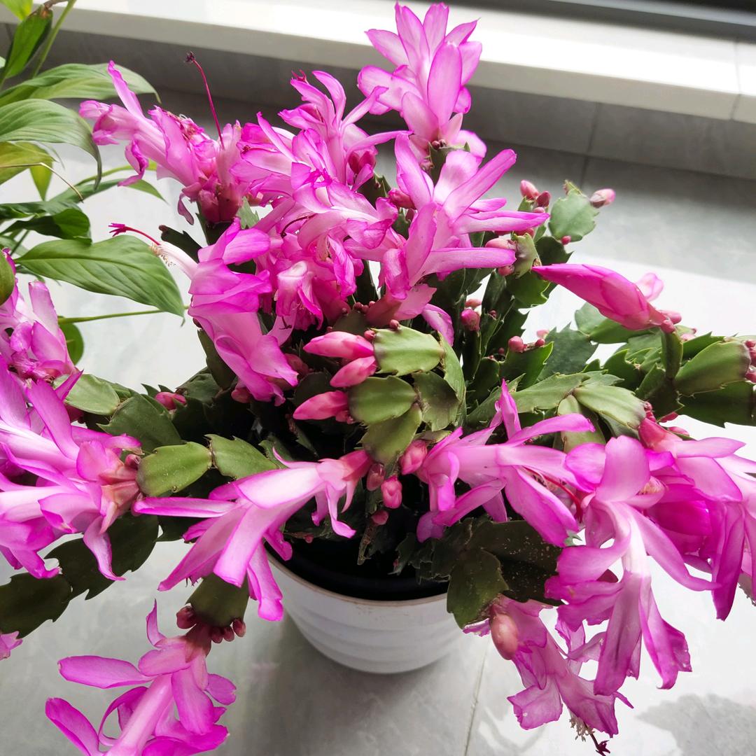 清水芙蓉