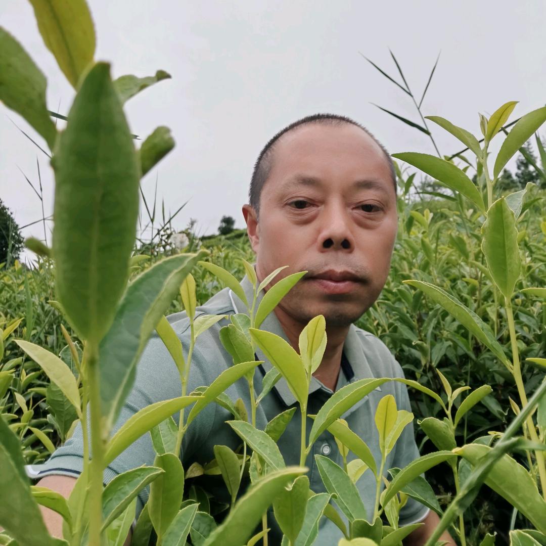 硒都茶业
