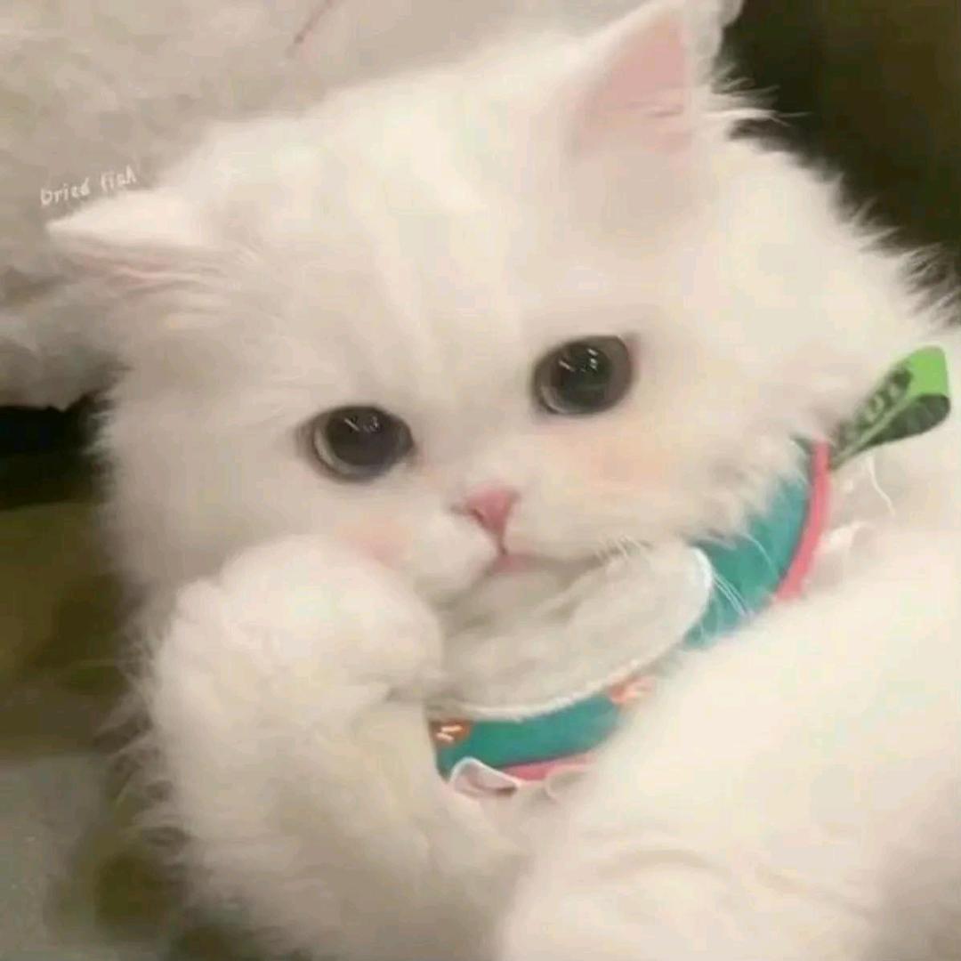 冰凝
