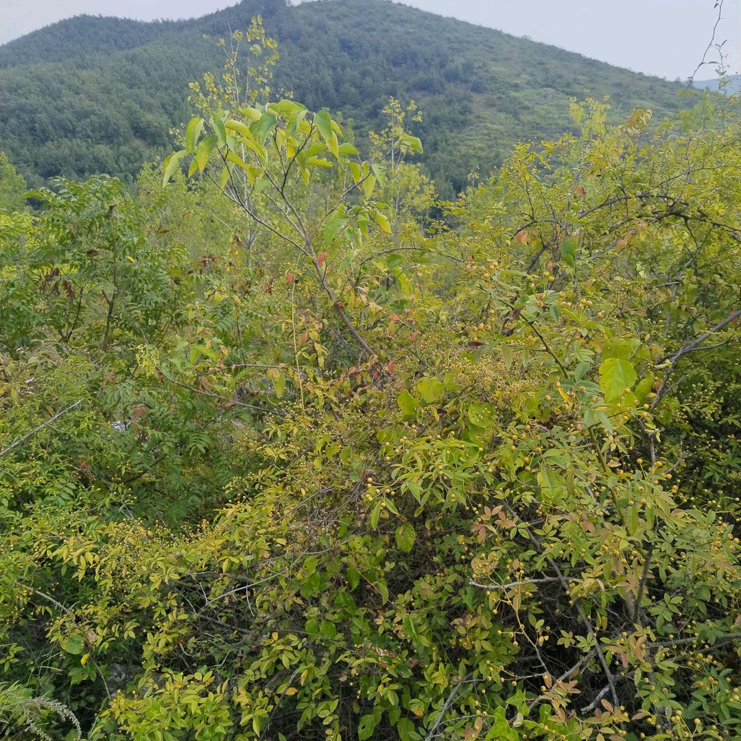 爱是一场梦…………