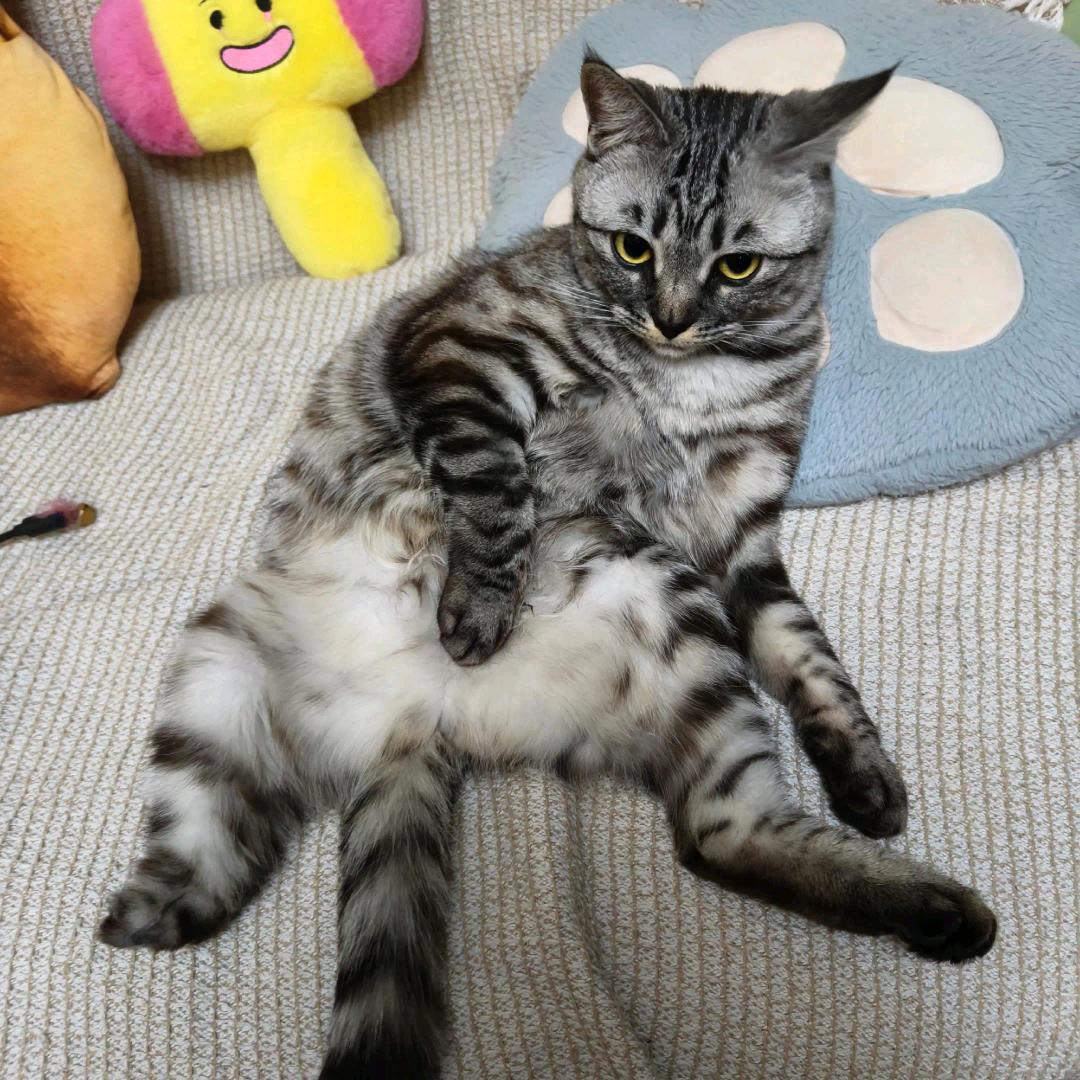翊宝