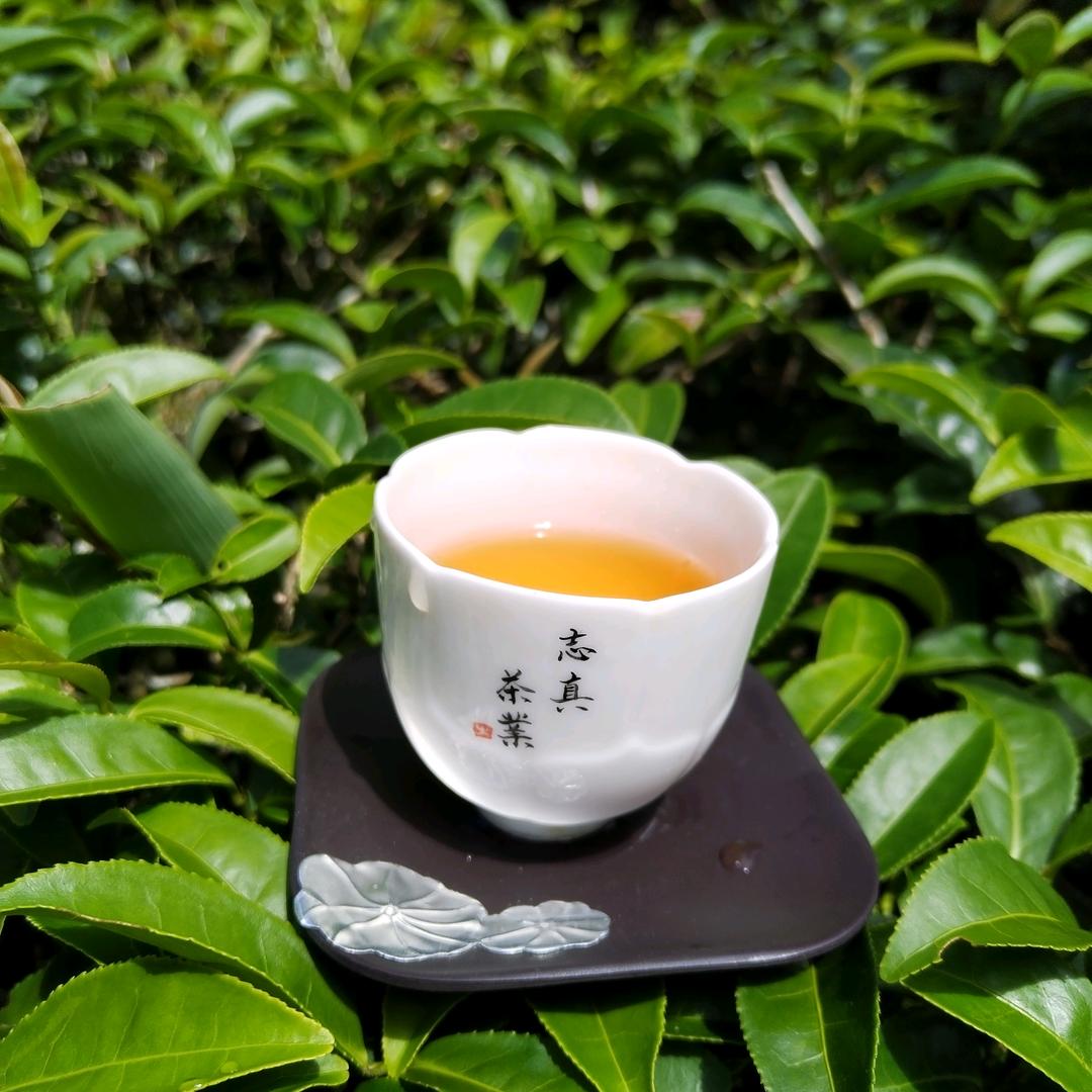志真茶叶