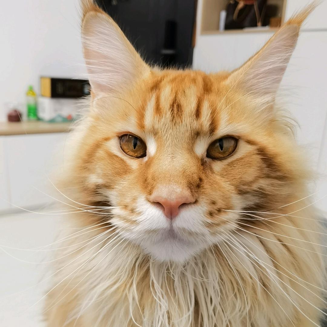 秋鸽