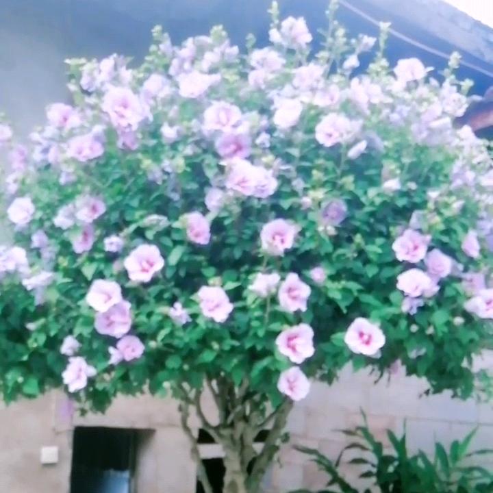 用户1514439888946