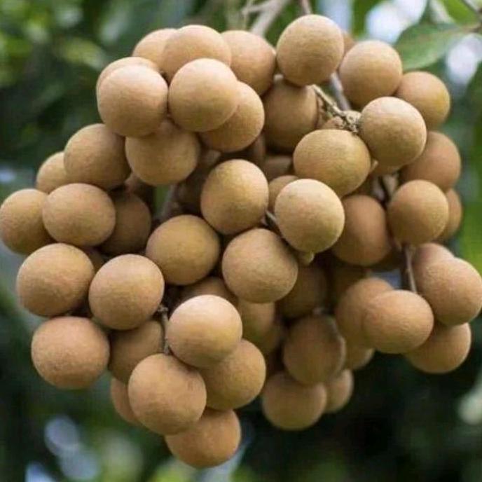 新品果树苗木专营店