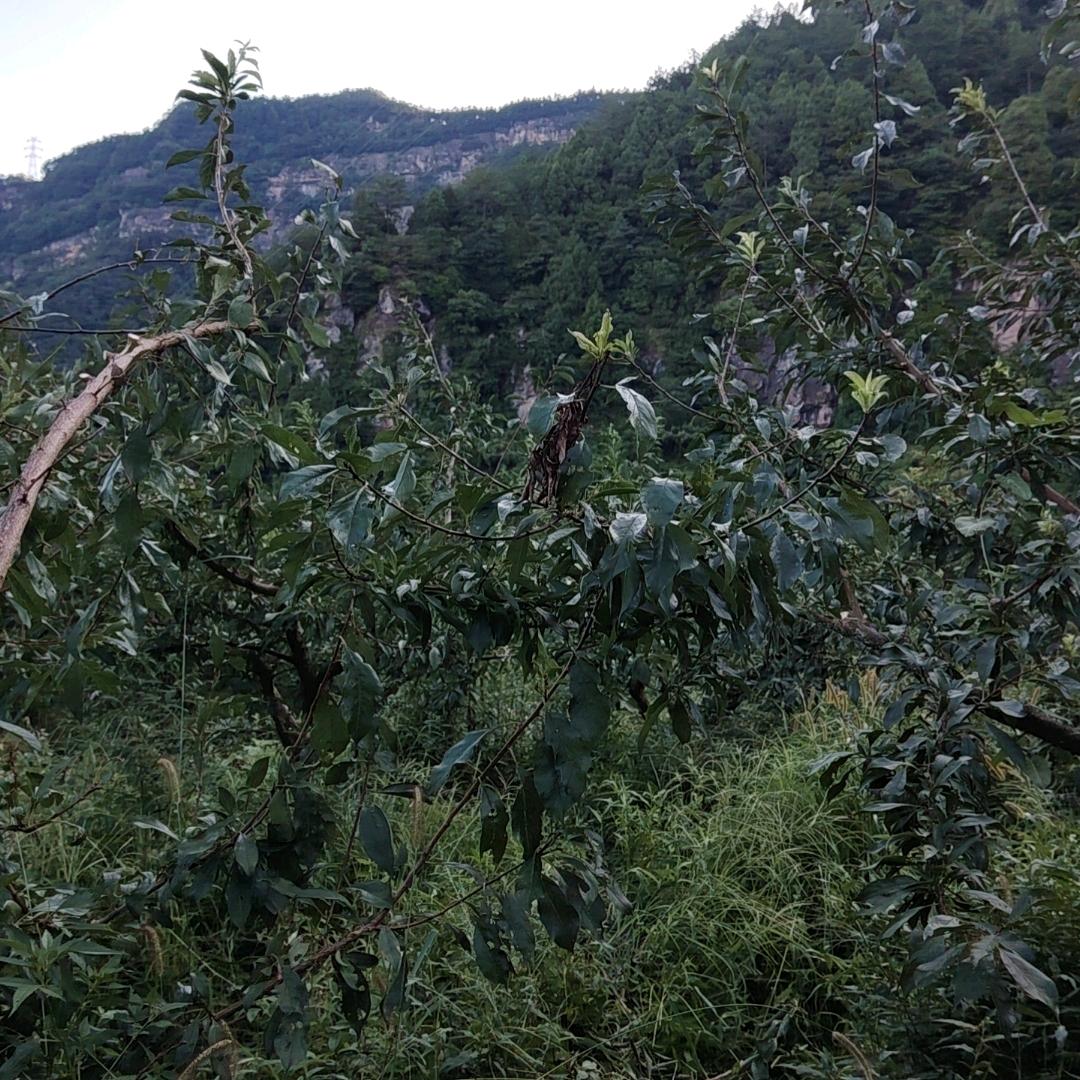 吉祥如意