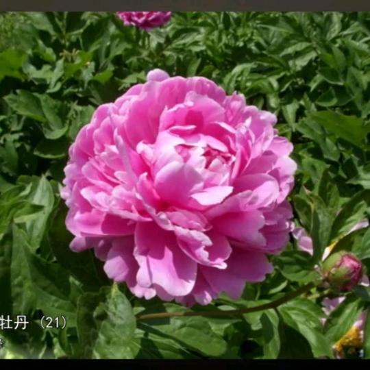 为你停（刘）