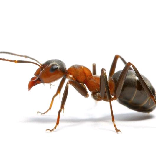 江西蚂蚁新能源新能源汽车租赁有限公司