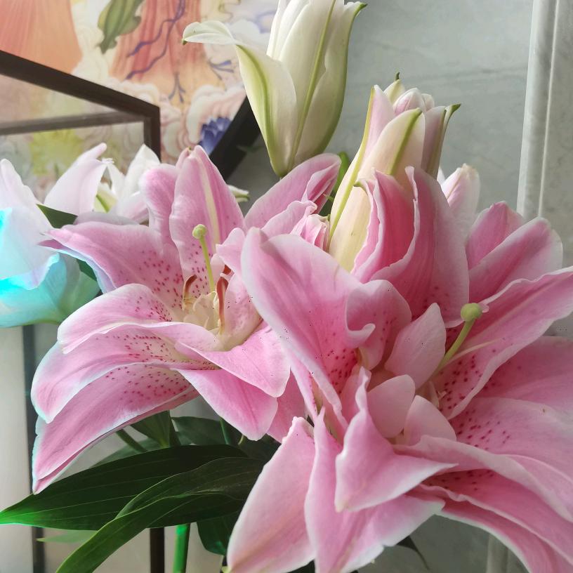 🌸如燕🌸